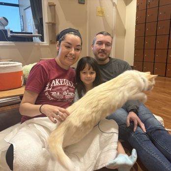 9 Whiskers Lounge - Cat jumping off our laps - Themed Cafes Near Me - Katy, Texas