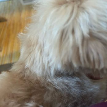 Bark and Board - Pieces sticking up all over - Pet Sitting Near Me - Atlanta, Georgia
