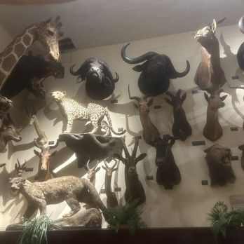 Foster's Bighorn - Trophies in the dining area - American Near Me - Rio Vista, California Foster's Bighorn - Trophies in the dining area - American Near Me - Rio Vista, California