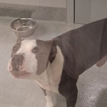 Grapevine Animal Services - Animal Shelters Near Me - Grapevine, Texas