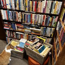 The Book Trader - Resident cat