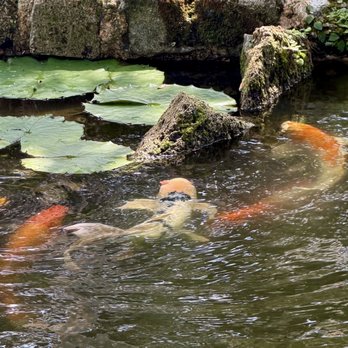 Bok Tower Gardens - Koi in moat - Botanical Gardens Near Me - Lake Wales, Florida