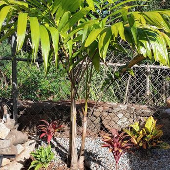 Aloha 'Aina Landscaping - Stu provided the plants and design - Landscaping Near Me - Waimanalo, Hawaii