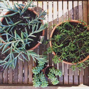 Pike Nurseries - Grey fishhook, string of oblong pearls, and donkey tail - Nurseries & Gardening Near Me - Charlotte, North Carolina