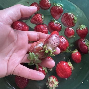 Alstede Farms - Moldy strawberries - Fruits & Veggies Near Me - Chester, New Jersey