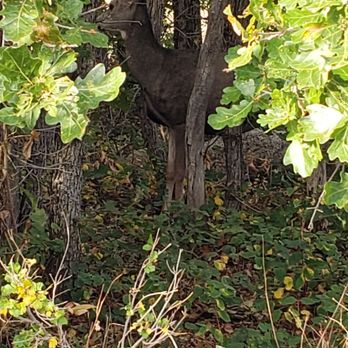 Cheyenne Mountain State Park - Lots of deer in the park! - Parks Near Me - Colorado Springs, Colorado Cheyenne Mountain State Park - Lots of deer in the park! - Parks Near Me - Colorado Springs, Colorado