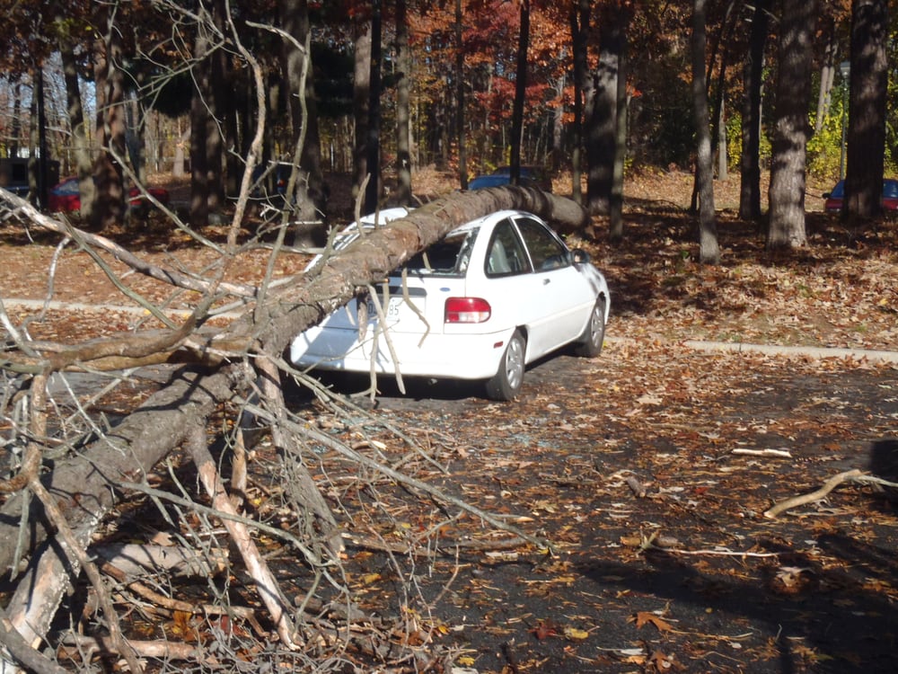 KNAB’S TREE SERVICES - Updated October 2025 - 14 Photos - 1204 ...