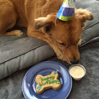 Bogart's Bone Appetit - Birthday peanut butter bones and doggy fro-yo. - Pet Groomers Near Me - Las Vegas, Nevada Bogart's Bone Appetit - Birthday peanut butter bones and doggy fro-yo. - Pet Groomers Near Me - Las Vegas, Nevada