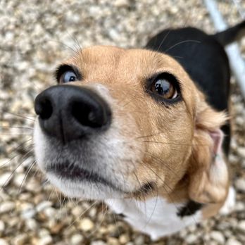 Champion Kennels - Pet Training Near Me - Sterling, Massachusetts Champion Kennels - Pet Training Near Me - Sterling, Massachusetts