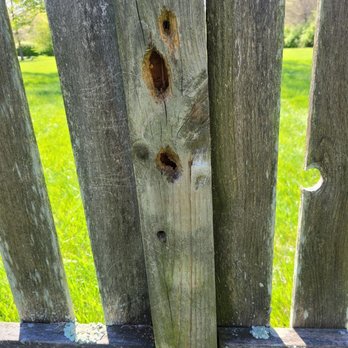Potomac Pest & Termite Control - carpenter bee holes - Pest Control Near Me - Frederick, Maryland Potomac Pest & Termite Control - carpenter bee holes - Pest Control Near Me - Frederick, Maryland