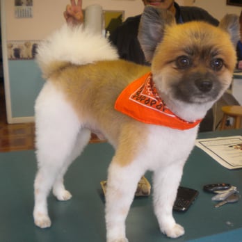 Groomingdales - Pet Groomers Near Me - Hallandale, Florida