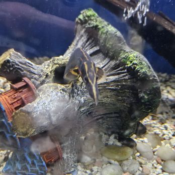 Hacienda Aquatics - Eel - Pet Stores Near Me - La Puente, California