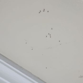 Pike Properties - Over 10 baby spiders. - Property Management Near Me - Redondo Beach, California
