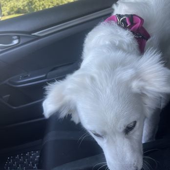 Petco - In even trims on her head looks so uneven - Pet Training Near Me - Mira Loma, California Petco - In even trims on her head looks so uneven - Pet Training Near Me - Mira Loma, California