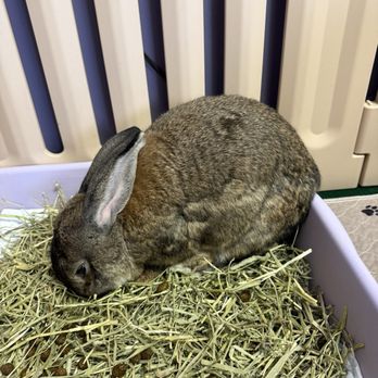 Cuddle Bunny Too - Goliath - Pet Boarding Near Me - Schaumburg, Illinois