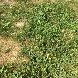 Phillips Turf Farm - So many weeds!