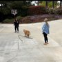 Photo of Bonafide K9 Dog Training
