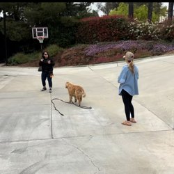 Bonafide K9 Dog Training