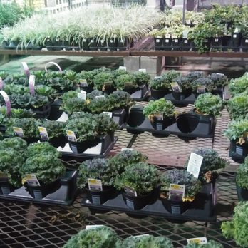 Lowe's Home Improvement - Outdoor plants - Hardware Stores Near Me - New Orleans, Louisiana