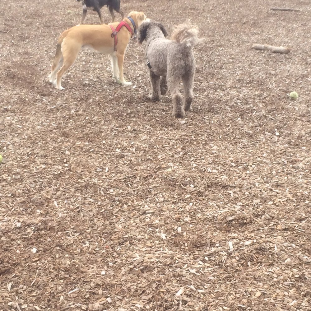 Naples Dog Park - Dog Parks Near Me Naples Dog Park - Dog Parks Near Me
