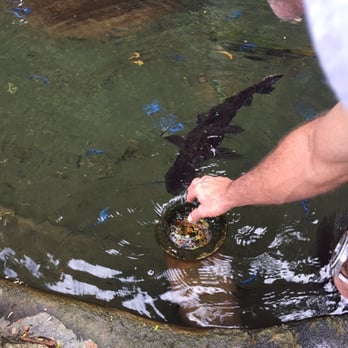 Environmental Surroundings - Pat's pet African catfish - Nurseries & Gardening Near Me - Homestead, Florida