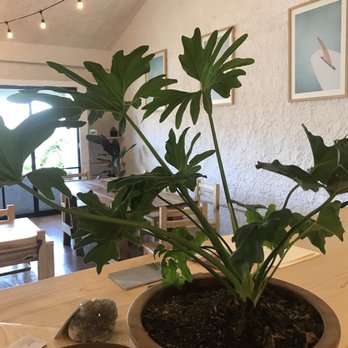Miscelánea Vallarta - Beautiful natural decoration - Cafeteria Near Me - Puerto Vallarta, JAL