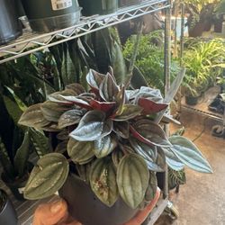 Picked up a houseplant at the Boosh open house.