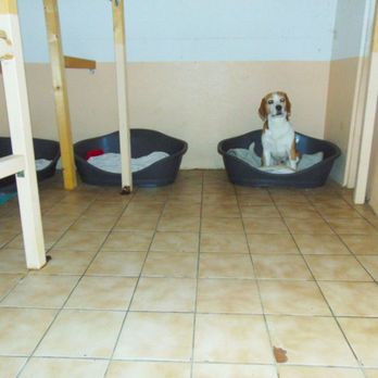 Hundepension Strolch - Gruppenzimmer 2 - Pet Boarding Near Me - Mutterstadt, RP