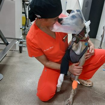 Maverick Veterinary Surgery Service - Veterinarians Near Me - Concord, California Maverick Veterinary Surgery Service - Veterinarians Near Me - Concord, California