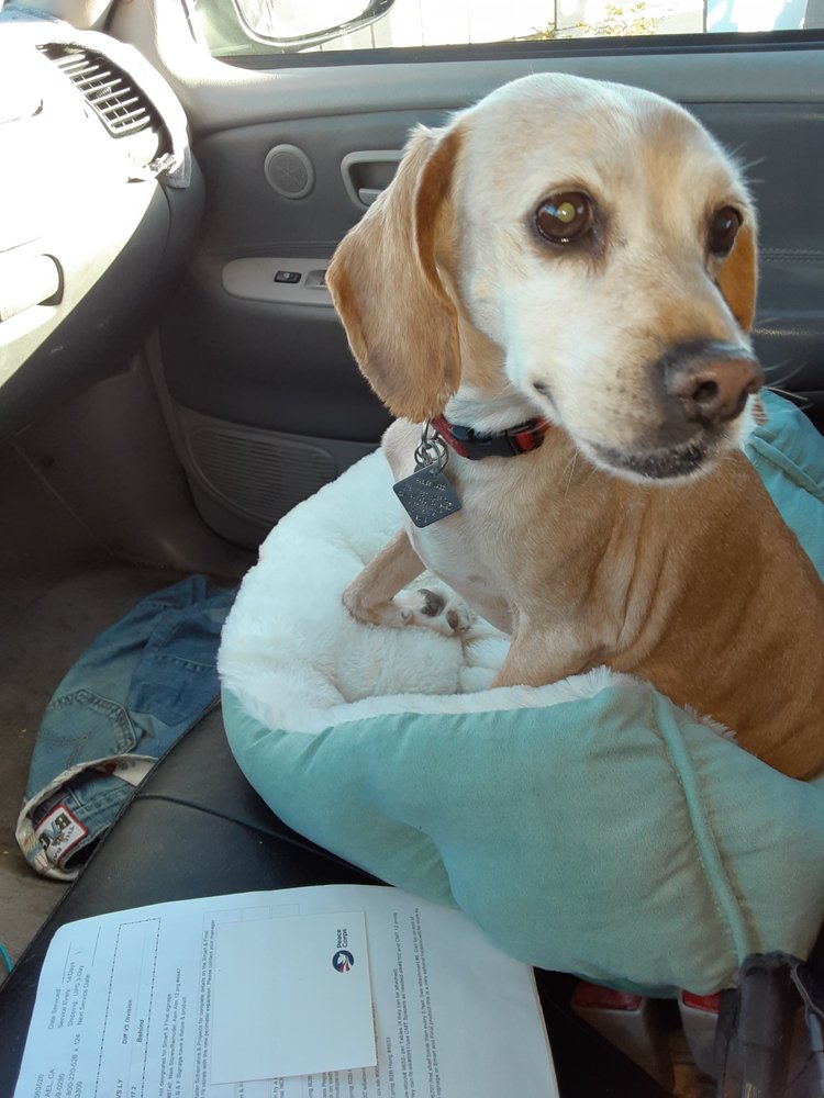 PET TOWNSEND VETERINARY CLINIC Updated August 2024 15 Reviews