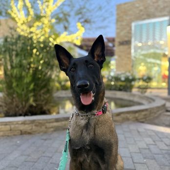 Undercover Alpha K9 - Pet Training Near Me Undercover Alpha K9 - Pet Training Near Me