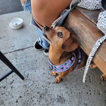 Mika's - a dachshund sitting on a bench - Cafes Near Me - San Marcos, California