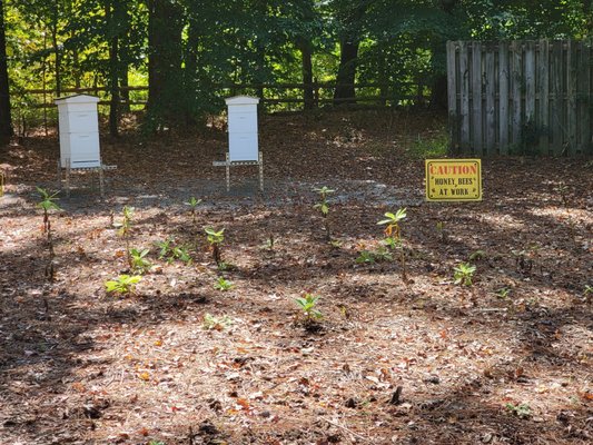 Cape Fear Botanical Garden by null