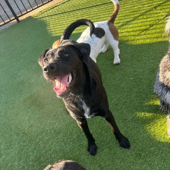 Ruff Resort & Spa - Pet Training Near Me - Benbrook, Texas