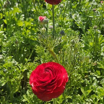 The Flower Fields - Venues & Event Spaces Near Me - Carlsbad, California