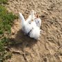 Photo of Uga & Company Dog Walking and Care