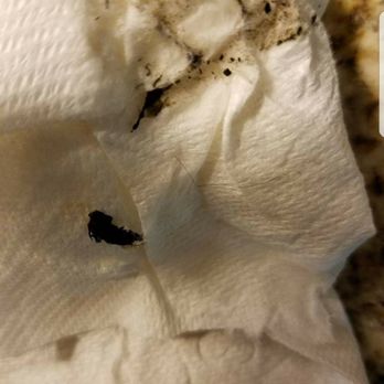 Savoye - Black mold in ceiling insulation - Apartments Near Me - Addison, Texas Savoye - Black mold in ceiling insulation - Apartments Near Me - Addison, Texas