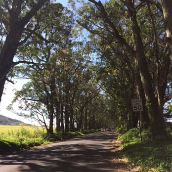 Maluhia Road Tree Tunnel - Tree tunnel 2/21/15. Hard to pull over on a 50mph road.... - Landmarks & Historical Buildings Near Me Maluhia Road Tree Tunnel - Tree tunnel 2/21/15. Hard to pull over on a 50mph road.... - Landmarks & Historical Buildings Near Me