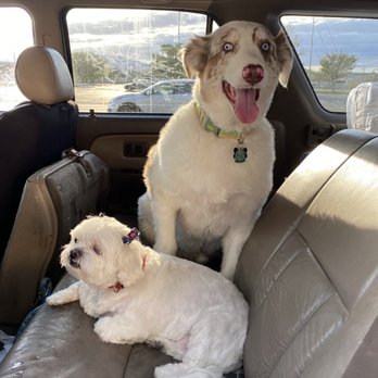 PetSmart - Easton & LuLu - Pet Training Near Me - Salt Lake City, Utah