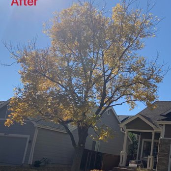 Langley's Tree Specialist - Tree Services Near Me