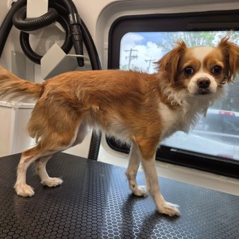Ez Pet Mobile - Pet Groomers Near Me - Sunnyvale, California