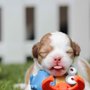 Photo of Laundromutt