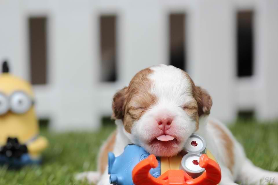 Laundromutt Image