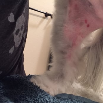 Tesslan Dog Spa - Shadow's "injuries" - the Vet's words, not mine. - Pet Groomers Near Me - Bellevue, Washington Tesslan Dog Spa - Shadow's "injuries" - the Vet's words, not mine. - Pet Groomers Near Me - Bellevue, Washington