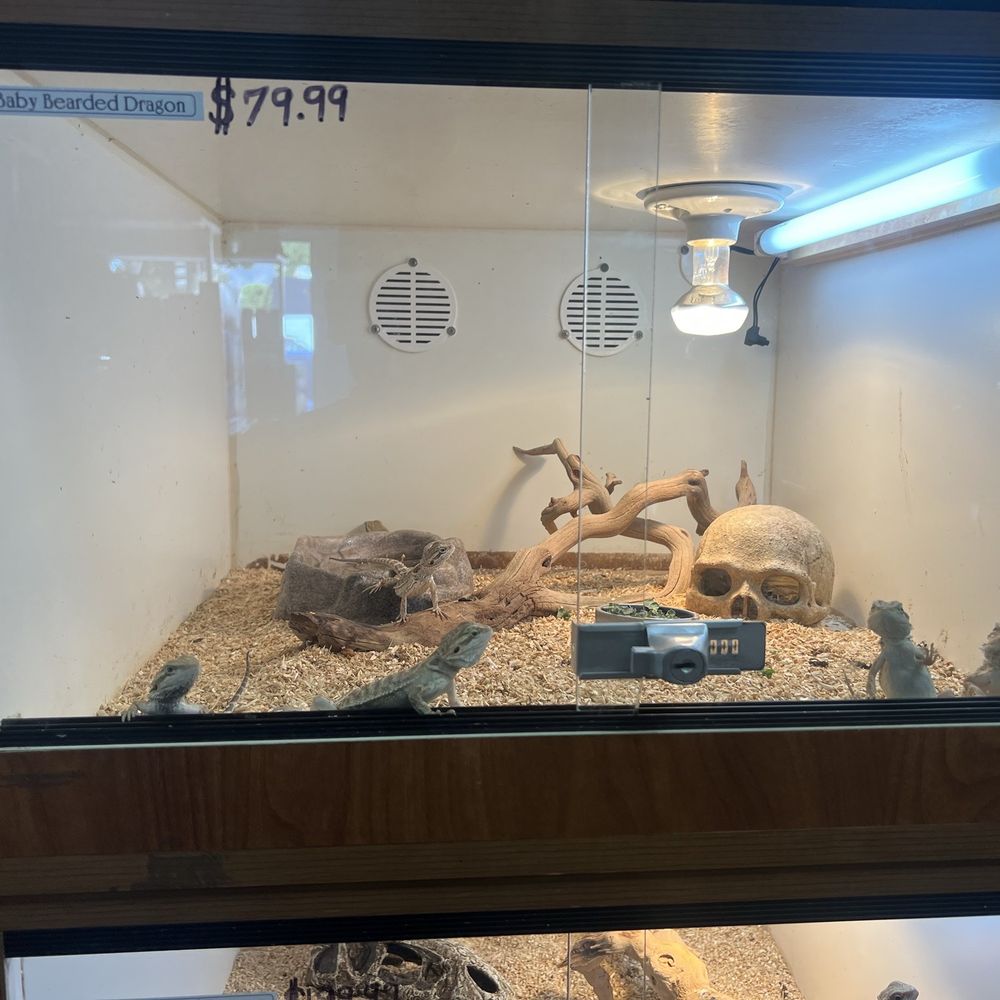 Burbank Scales N Tails - Baby beard dragons - Pet Stores Near Me - Burbank, California Burbank Scales N Tails - Baby beard dragons - Pet Stores Near Me - Burbank, California