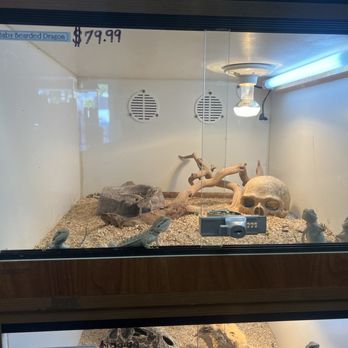 Burbank Scales N Tails - Baby beard dragons - Pet Stores Near Me - Burbank, California