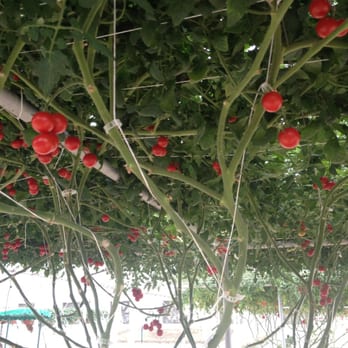 Behind the Seeds - Tomato tree! - Tours Near Me - Orlando, Florida