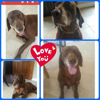FurAmor - Sir Ruger! - Dog Walkers Near Me