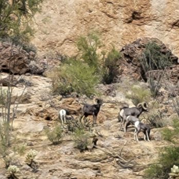 Dolly Steamboat - Big horn sheep. - Boat Charters Near Me - Apache Junction, Arizona Dolly Steamboat - Big horn sheep. - Boat Charters Near Me - Apache Junction, Arizona