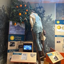 Dunedin History Museum - Museum Piece